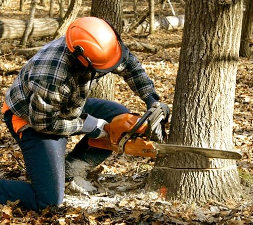 Tree Removal in Woodville, MS